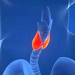 硒是维持甲状腺正常功能的关键元素